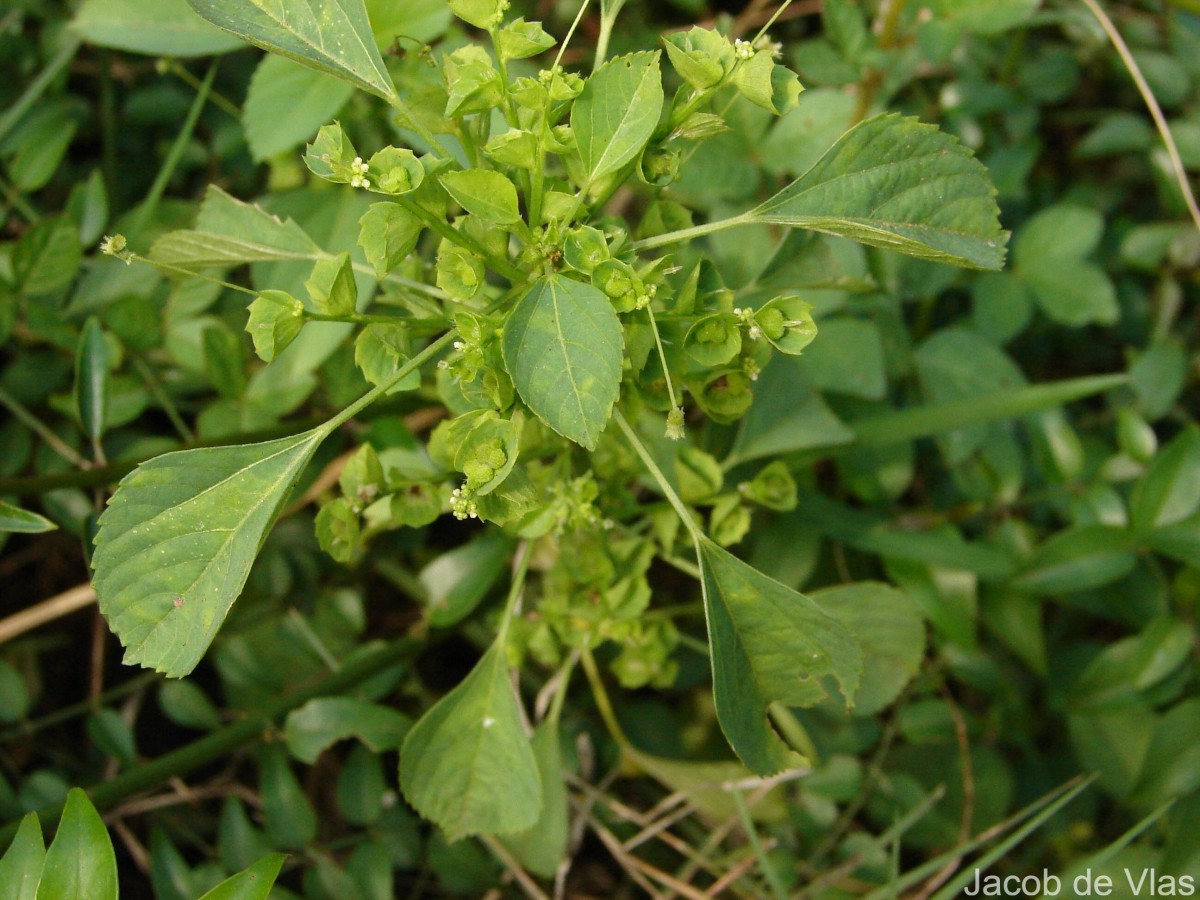 Acalypha indica L.